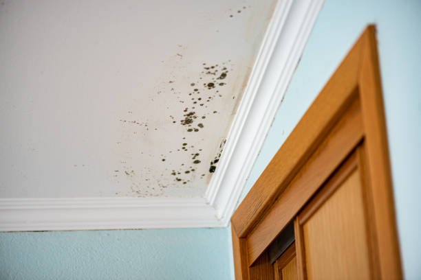Best Attic Mold Removal  in Winterville, GA