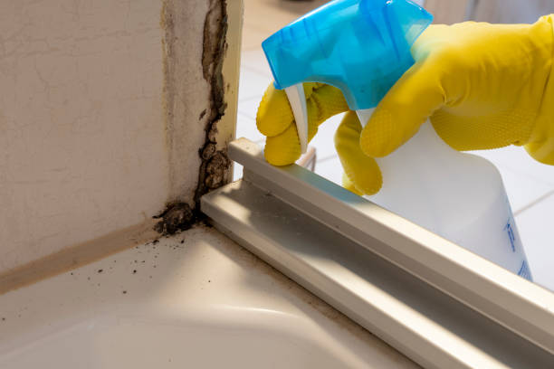 Best Mold Damage Repair  in Winterville, GA
