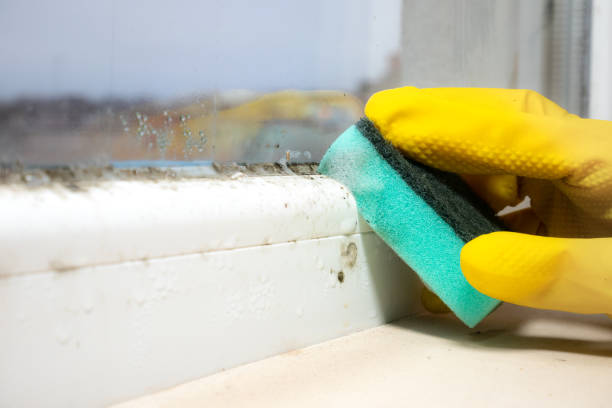 Best Office Mold Removal Services  in Winterville, GA