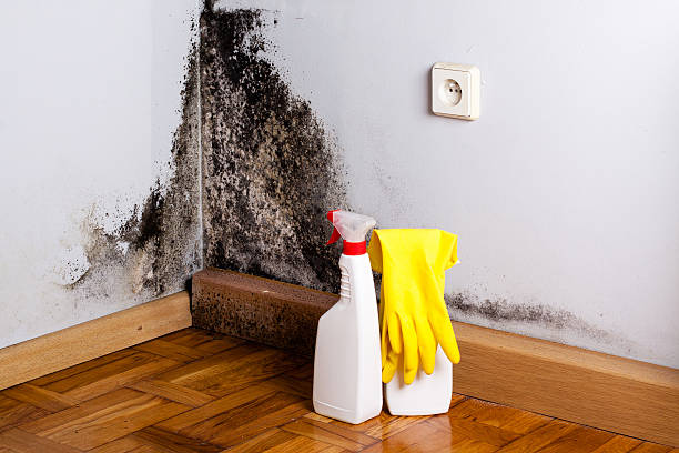 Best Certified Mold Removal  in Winterville, GA