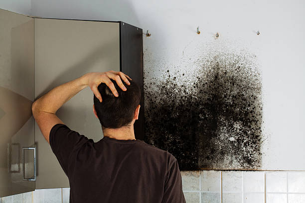 Best Toxic Mold Removal  in Winterville, GA